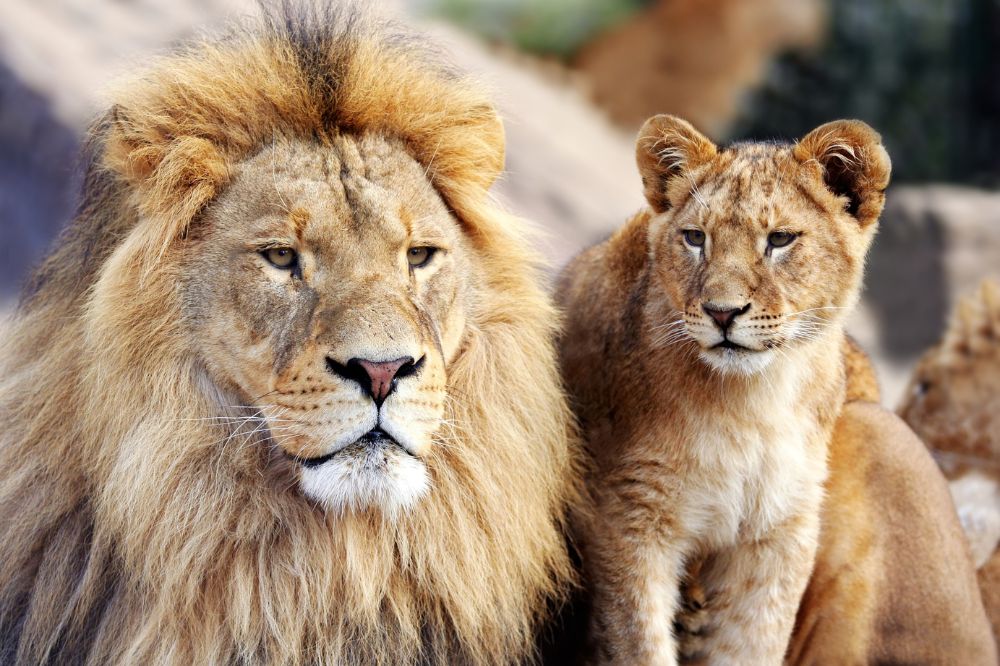 11 Dream of Lions Meanings