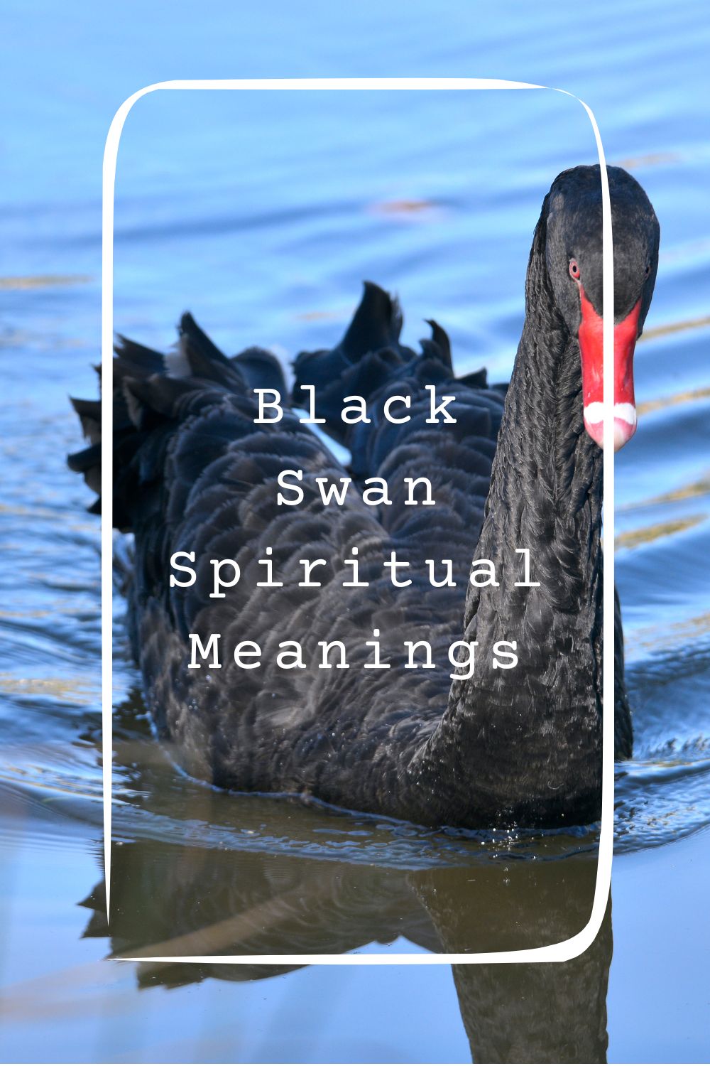 12 Black Swan Spiritual Meanings1