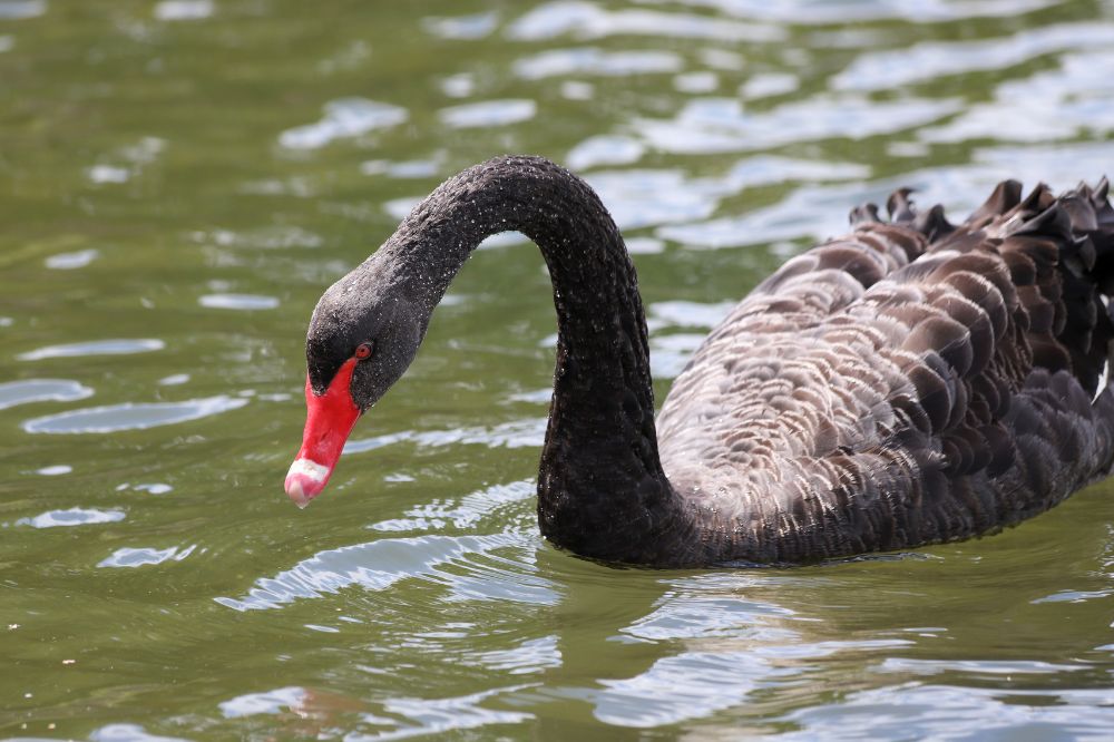 12 Black Swan Spiritual Meanings2