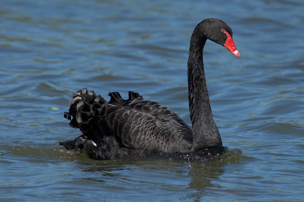 12 Black Swan Spiritual Meanings3