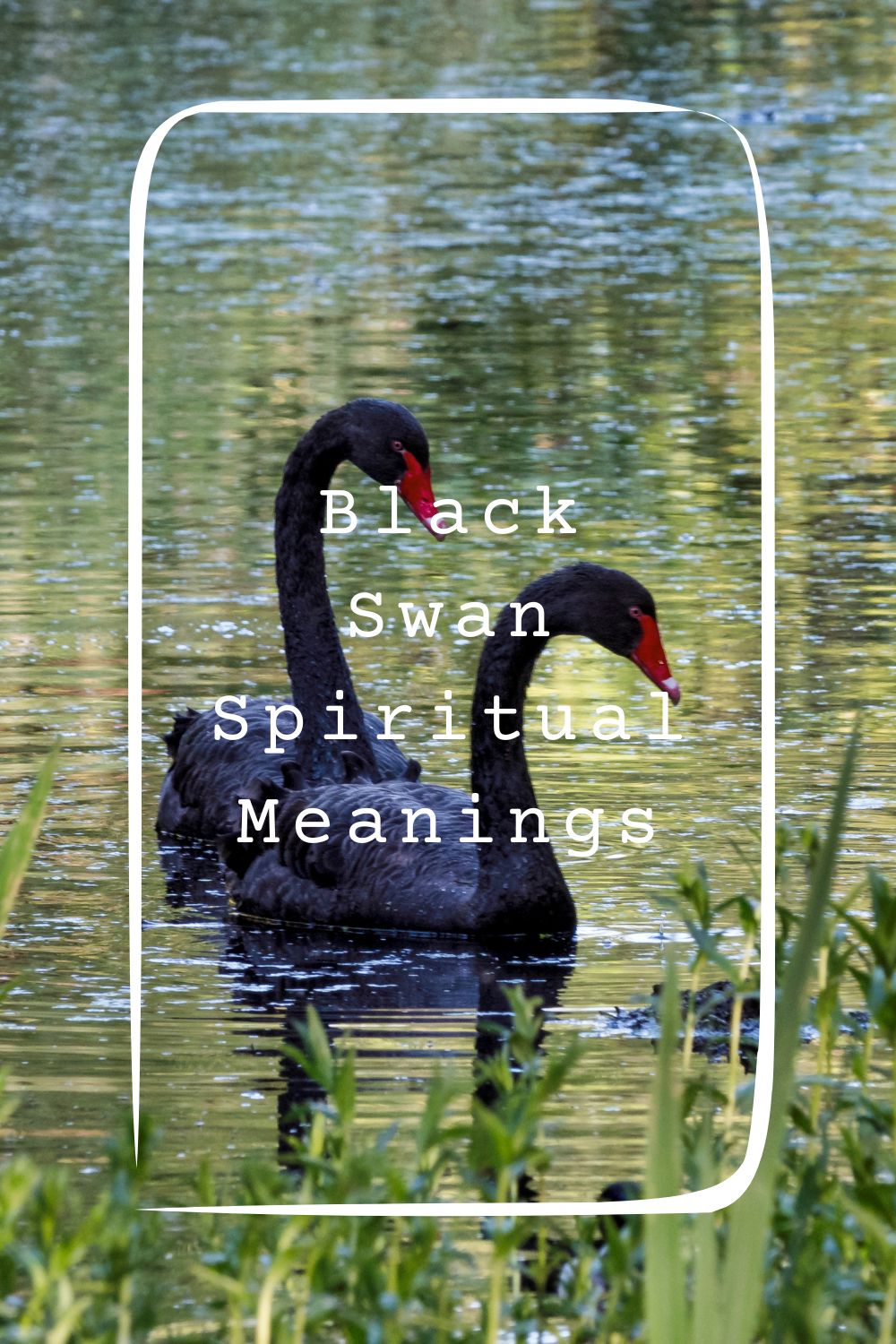 12 Black Swan Spiritual Meanings4