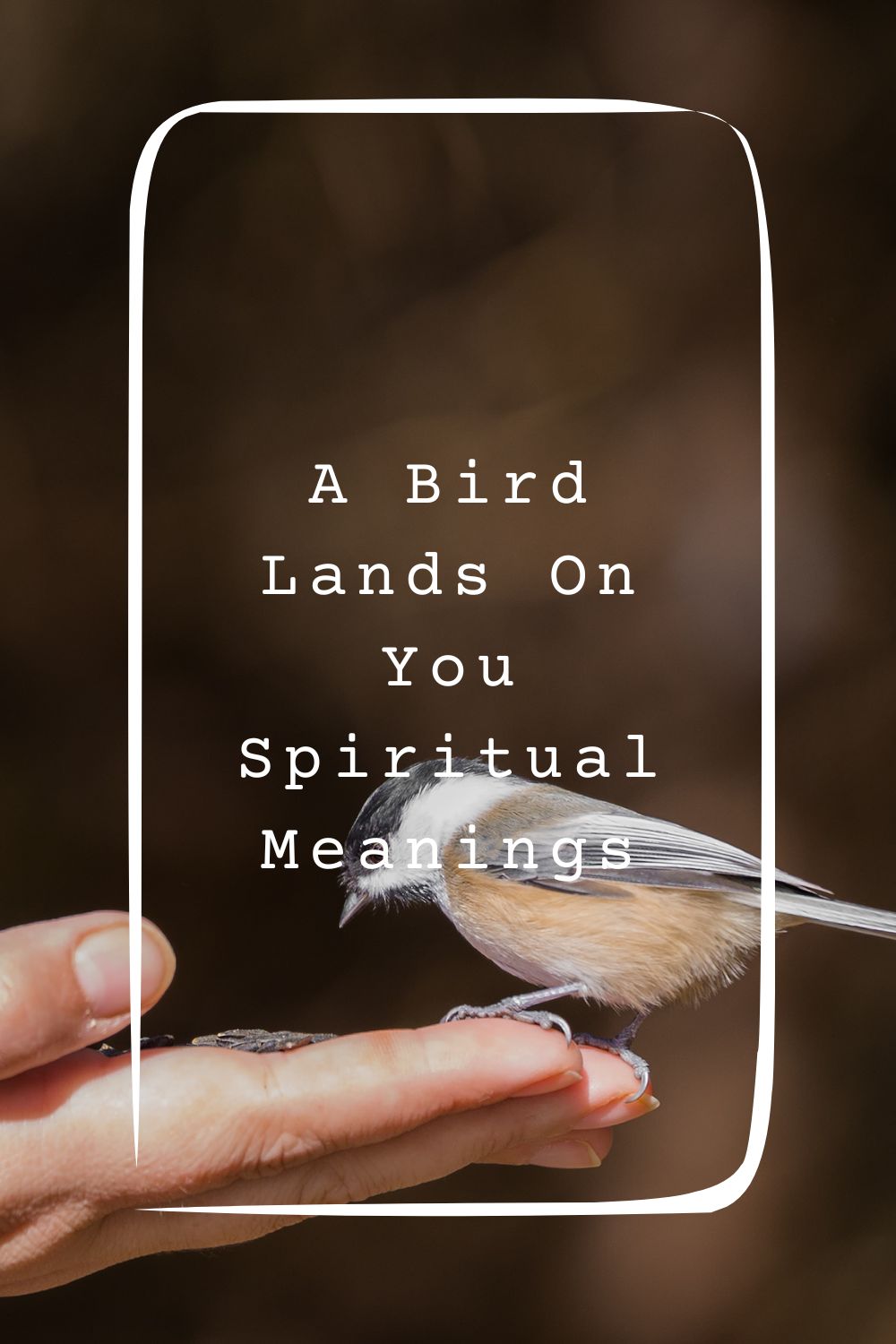 5 A Bird Lands On You Spiritual Meanings1
