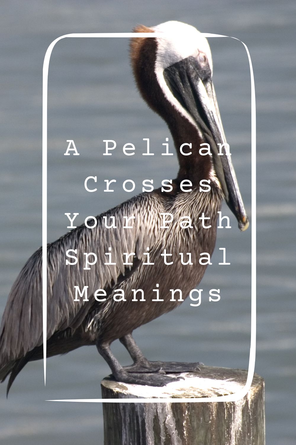 6 A Pelican Crosses Your Path Spiritual Meanings1