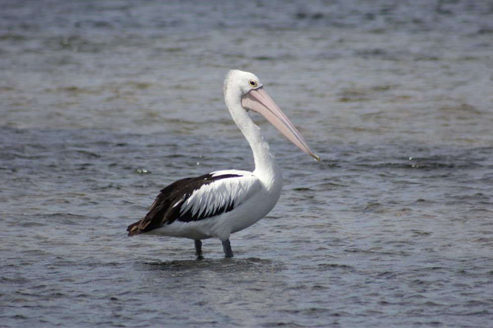6 A Pelican Crosses Your Path Spiritual Meanings3