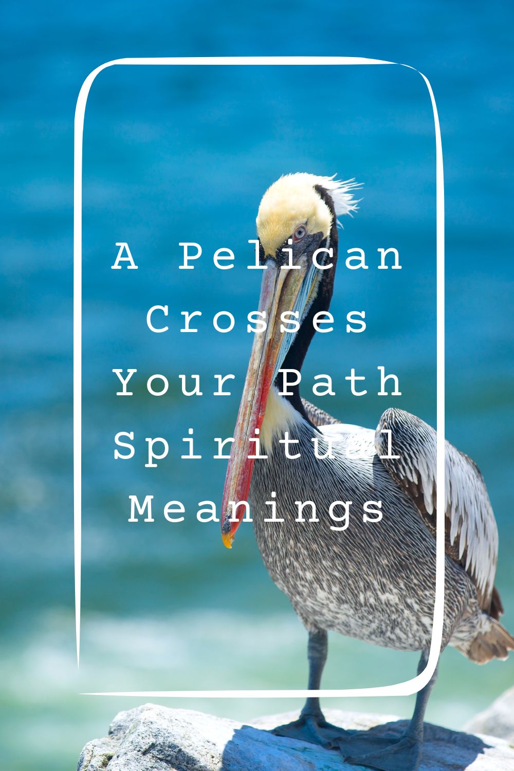 6 A Pelican Crosses Your Path Spiritual Meanings4
