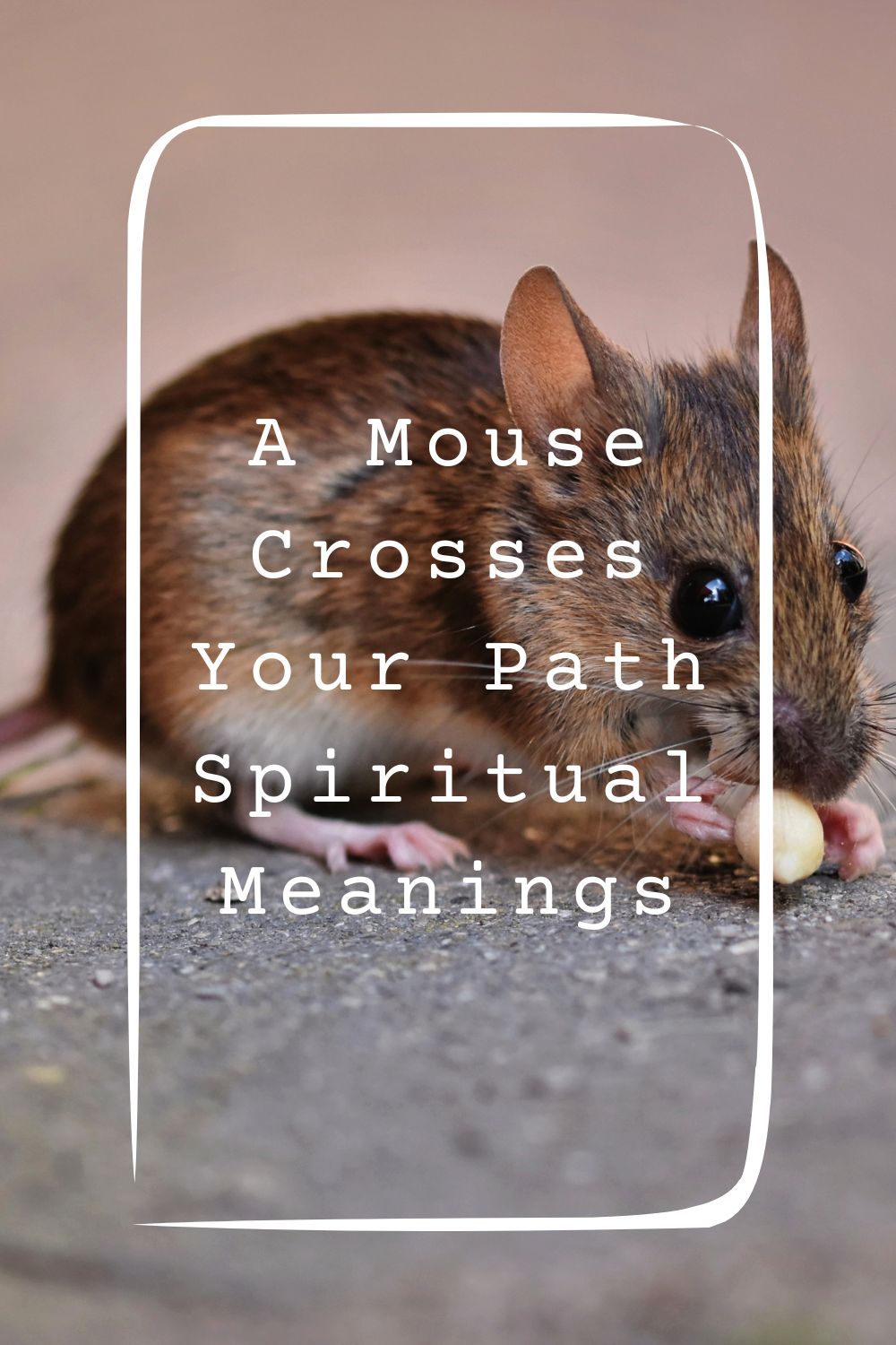 A Mouse Crosses Your Path Spiritual Meanings 1