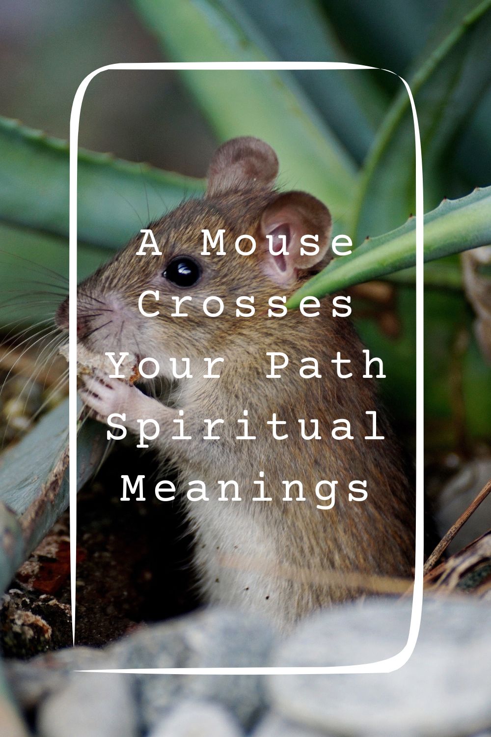 A Mouse Crosses Your Path Spiritual Meanings 2