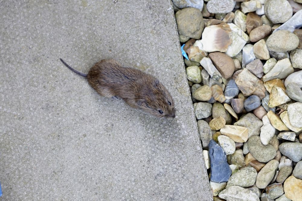A Mouse Crosses Your Path Spiritual Meanings 3