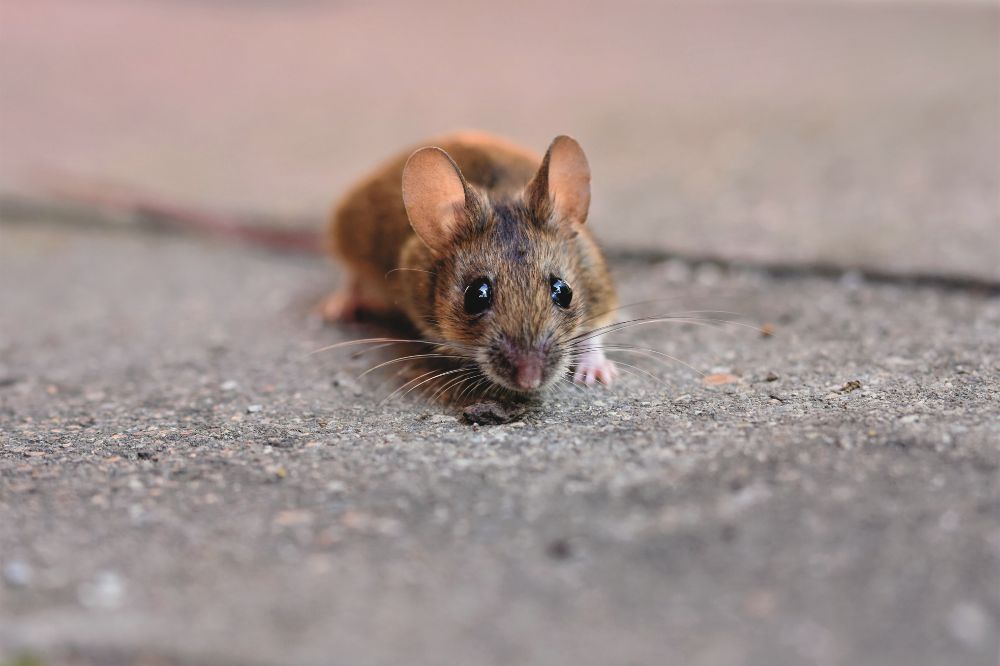 A Mouse Crosses Your Path Spiritual Meanings 4