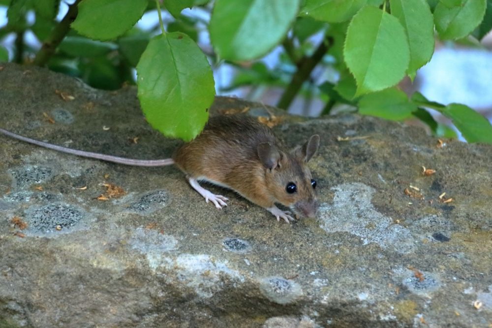 A Mouse Crosses Your Path Spiritual Meanings
