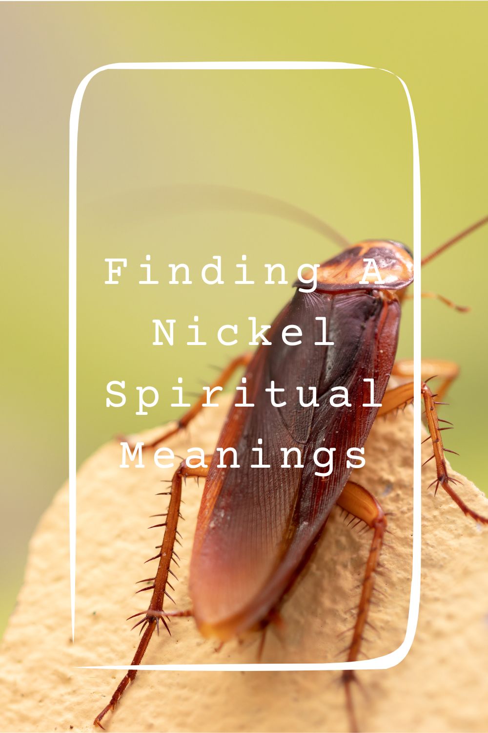 Cockroach Crawls on You Spiritual Meanings 2