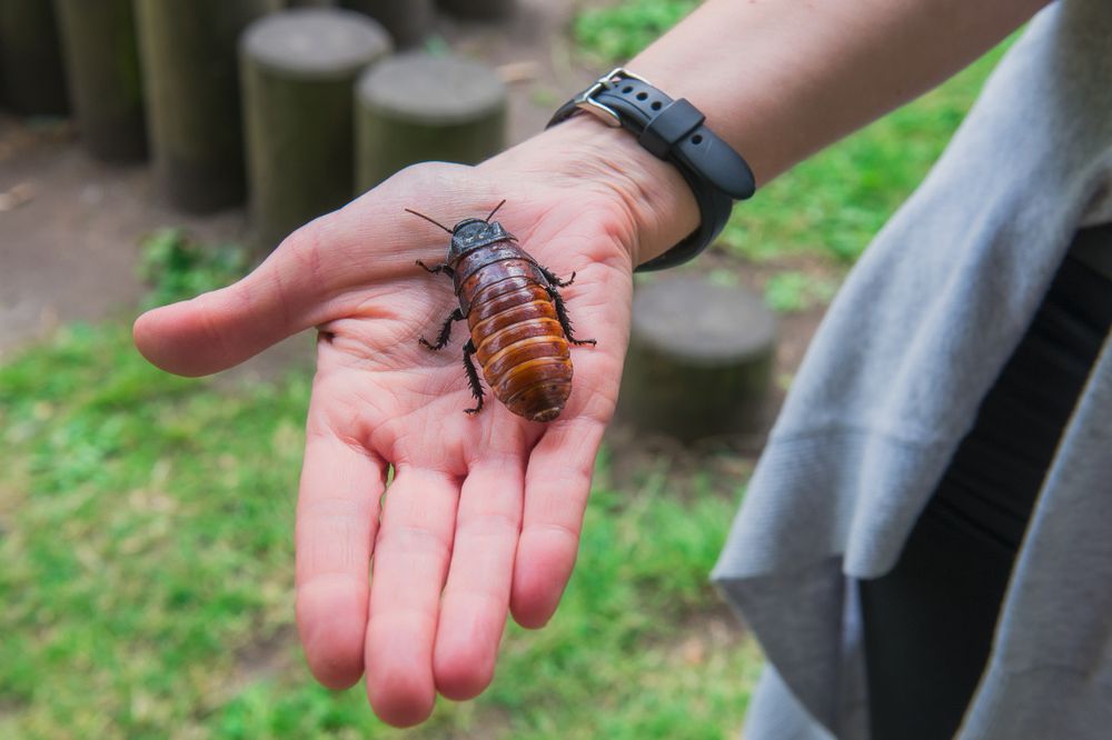 Cockroach Crawls on You Spiritual Meanings