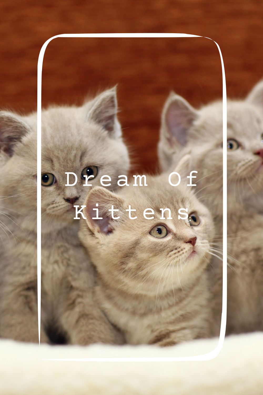 Dream Of Kittens Meanings 1