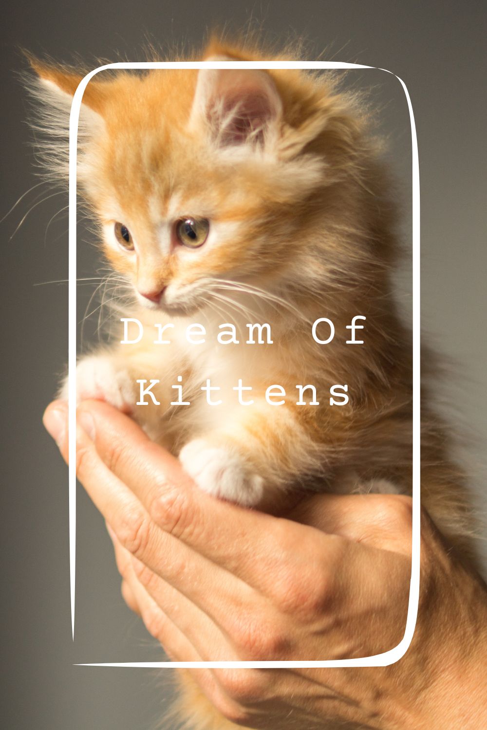 Dream Of Kittens Meanings 2