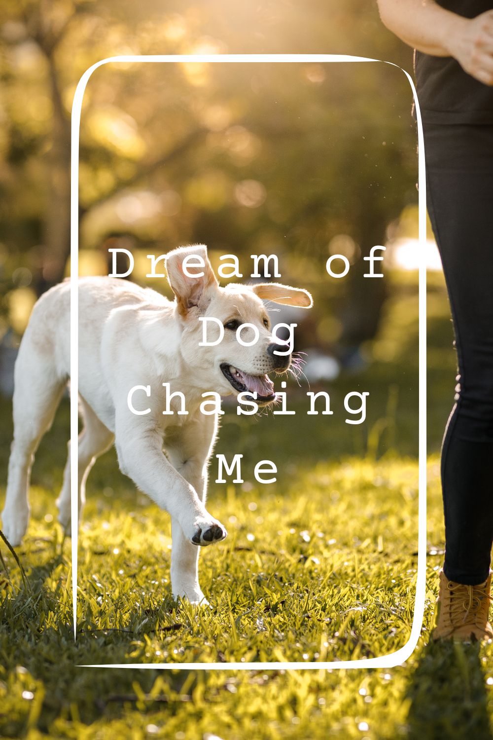 Dream of Dog Chasing Me 1