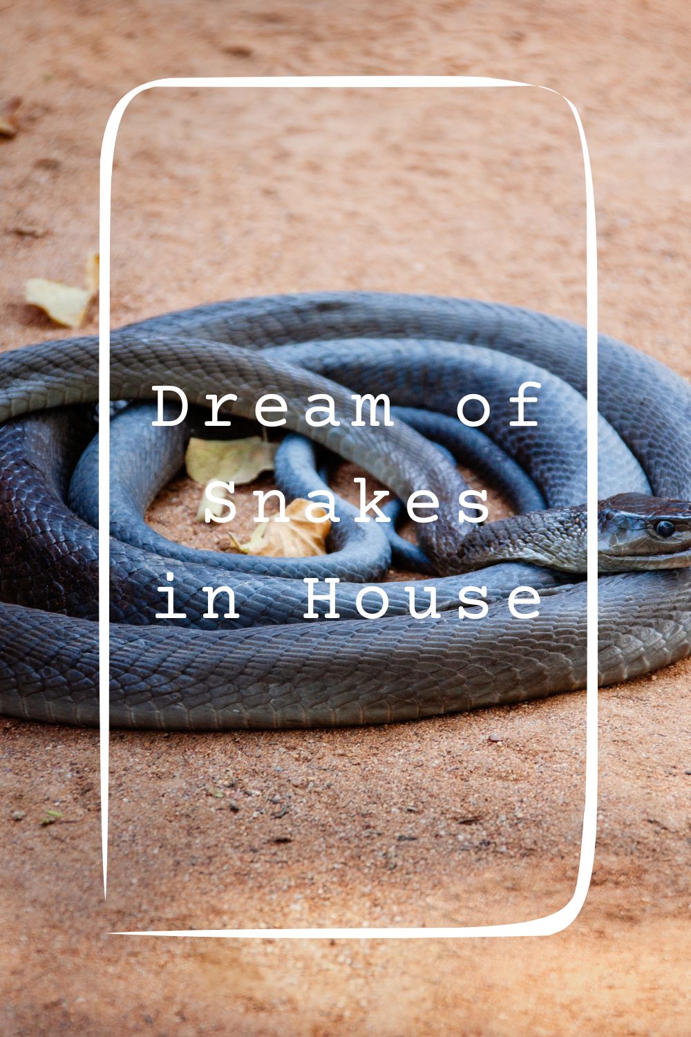 Dream of Snakes in House 1