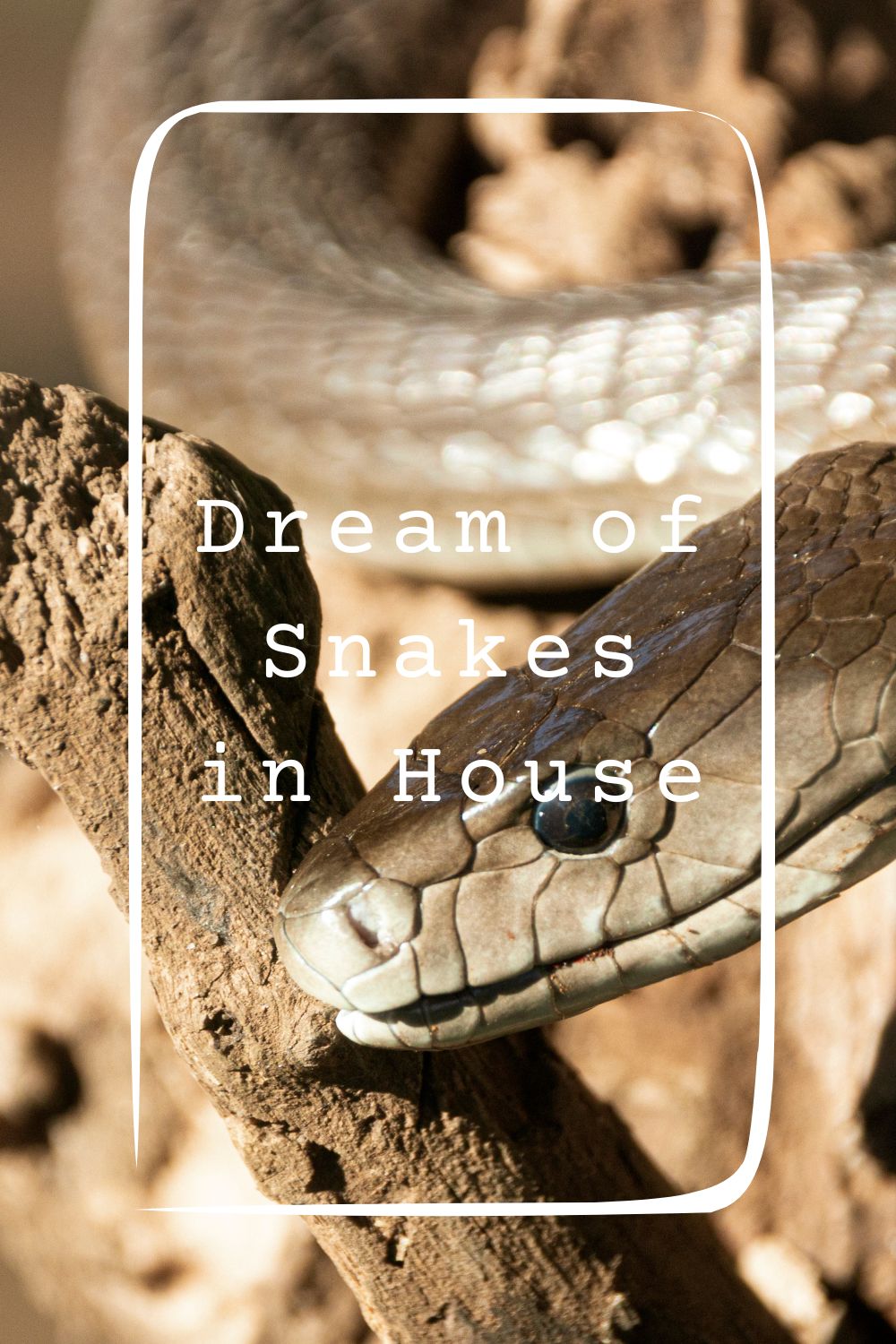 Dream of Snakes in House 4