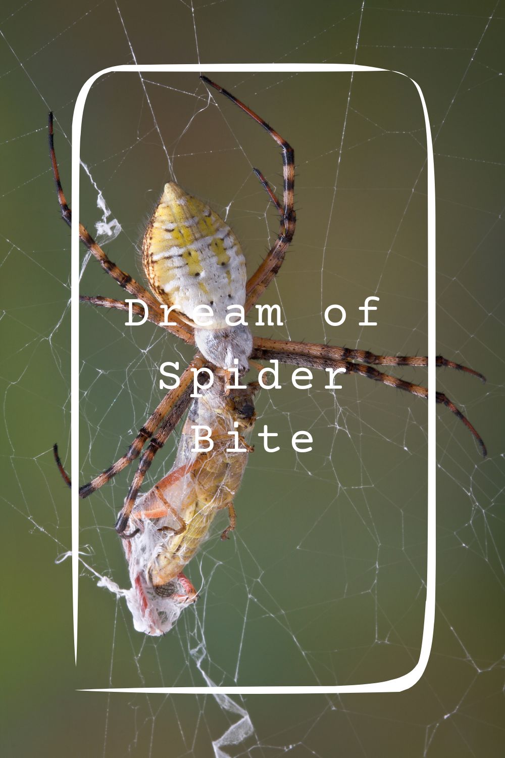 Dream of Spider Bite Meanings 1