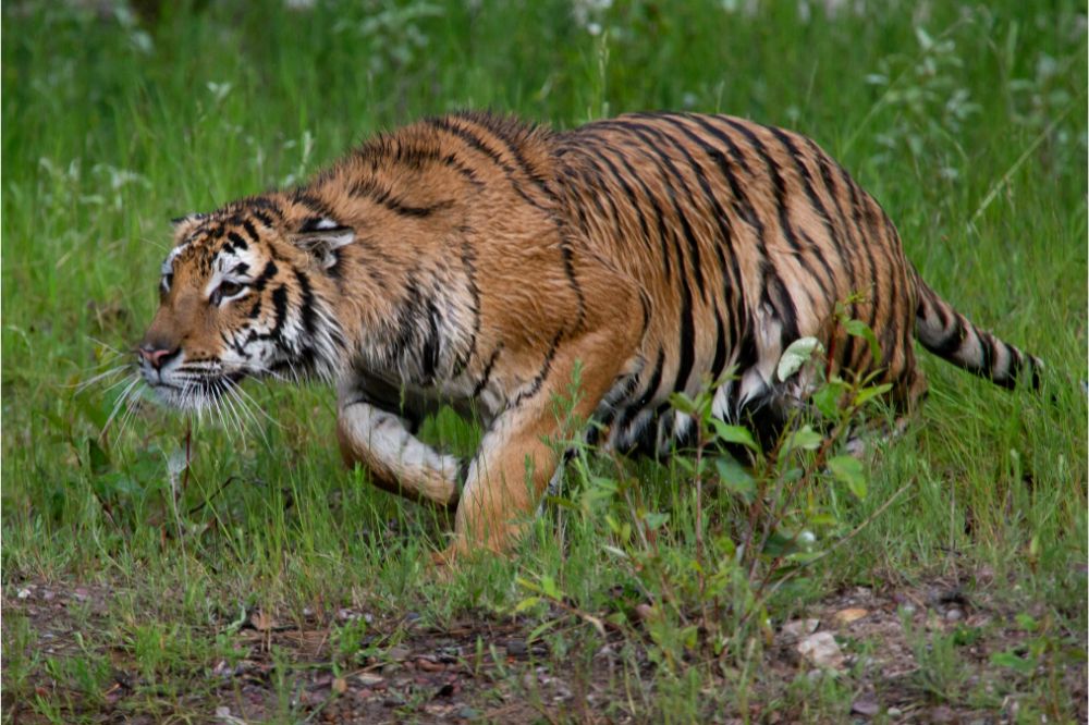 Dream of Tiger Chasing Me3