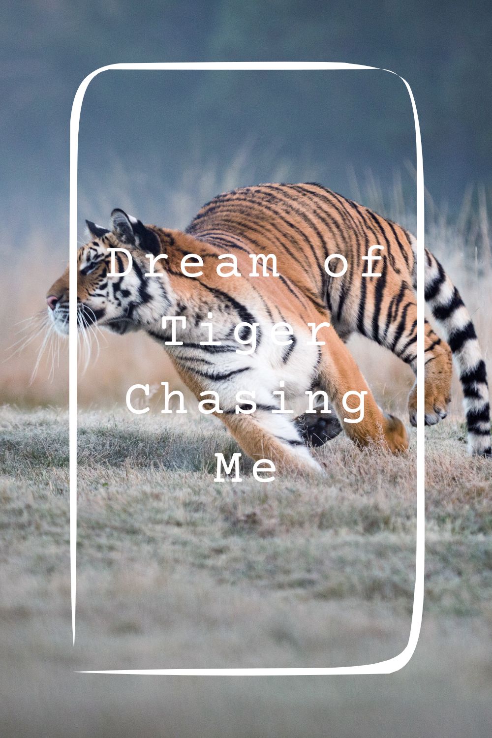 Dream of Tiger Chasing Me4