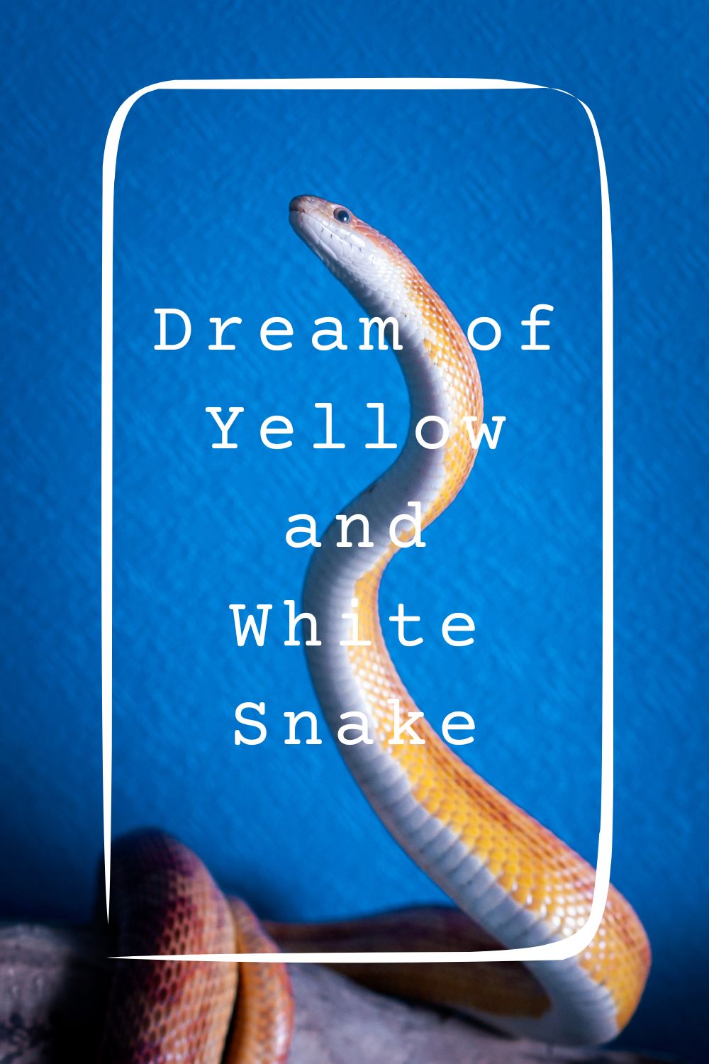 Dream of Yellow and White Snake 1