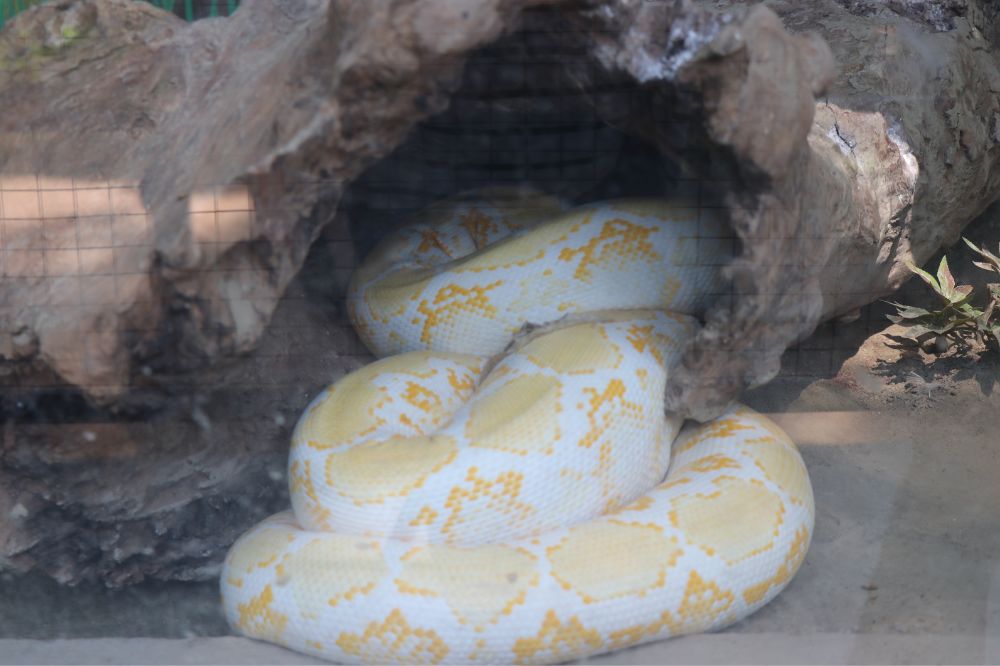 Dream of Yellow and White Snake 2
