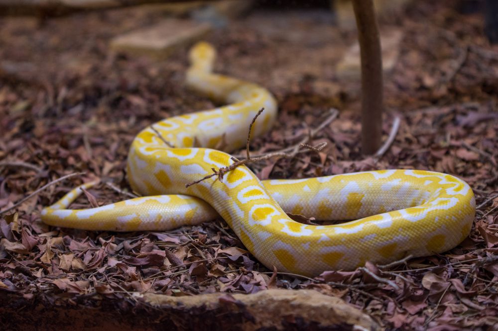 Dream of Yellow and White Snake 3