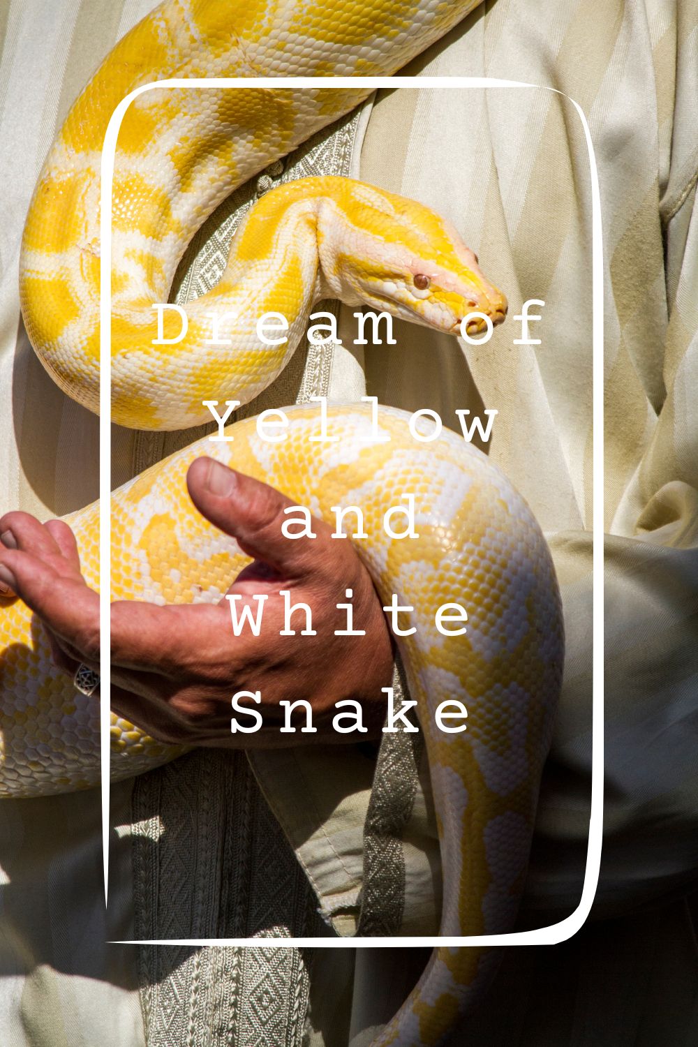 Dream of Yellow and White Snake 4