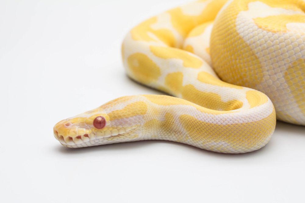 Dream of Yellow and White Snake