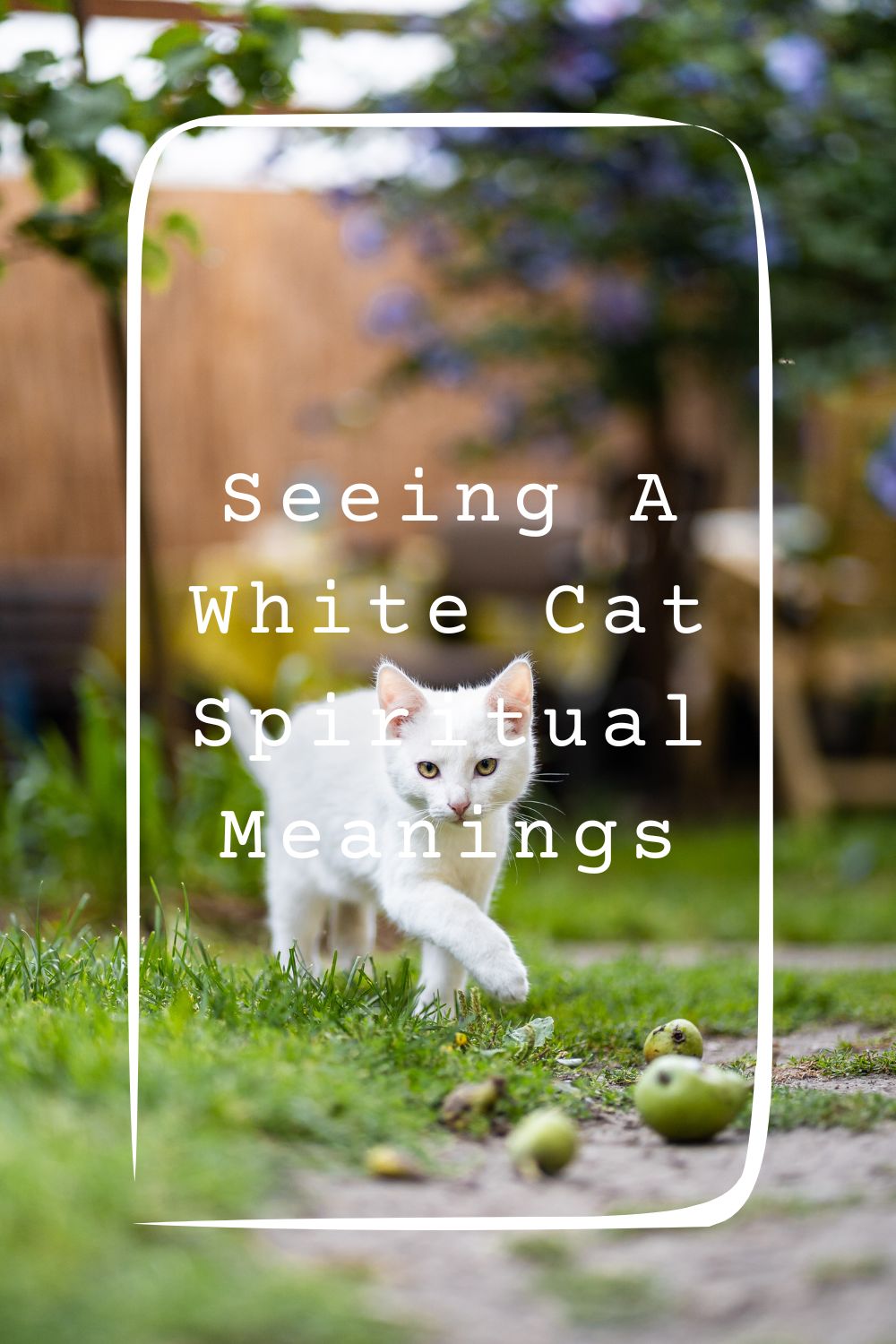 Seeing A White Cat Spiritual Meanings 1