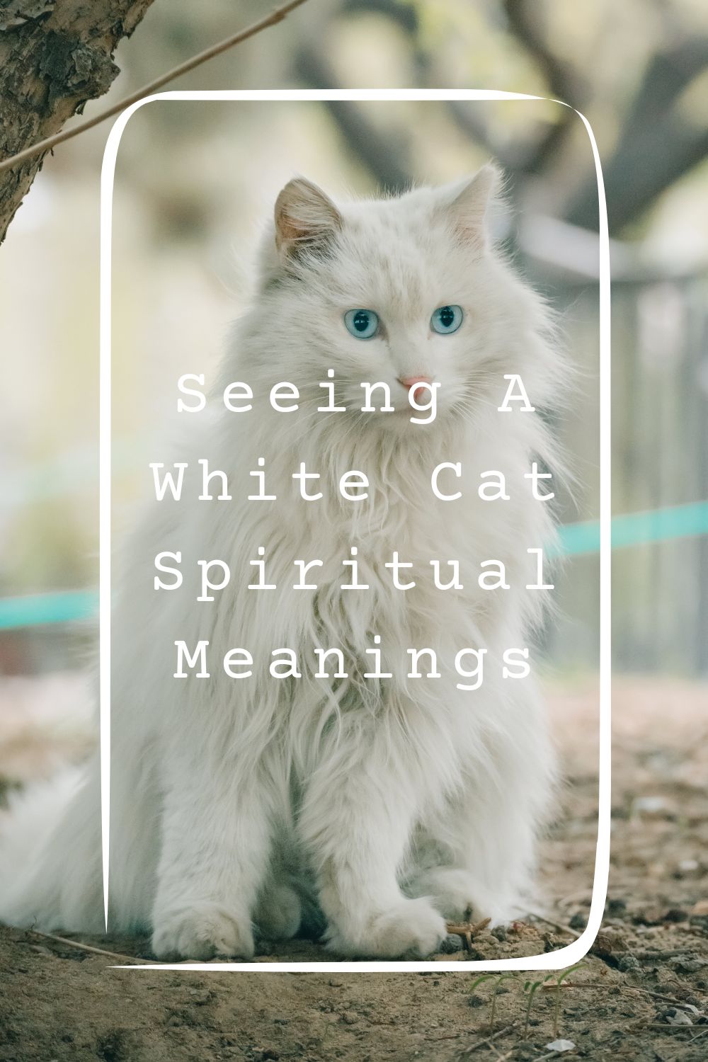 Seeing A White Cat Spiritual Meanings 2