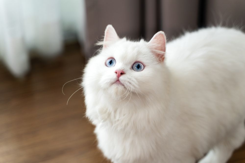 Seeing A White Cat Spiritual Meanings