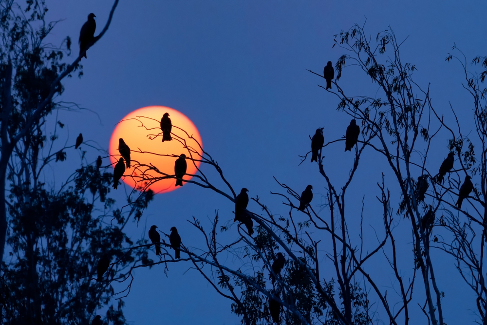 10 Birds Chirp at Night Spiritual Meanings