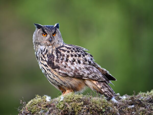10 Hearing An Owl Spiritual Meanings
