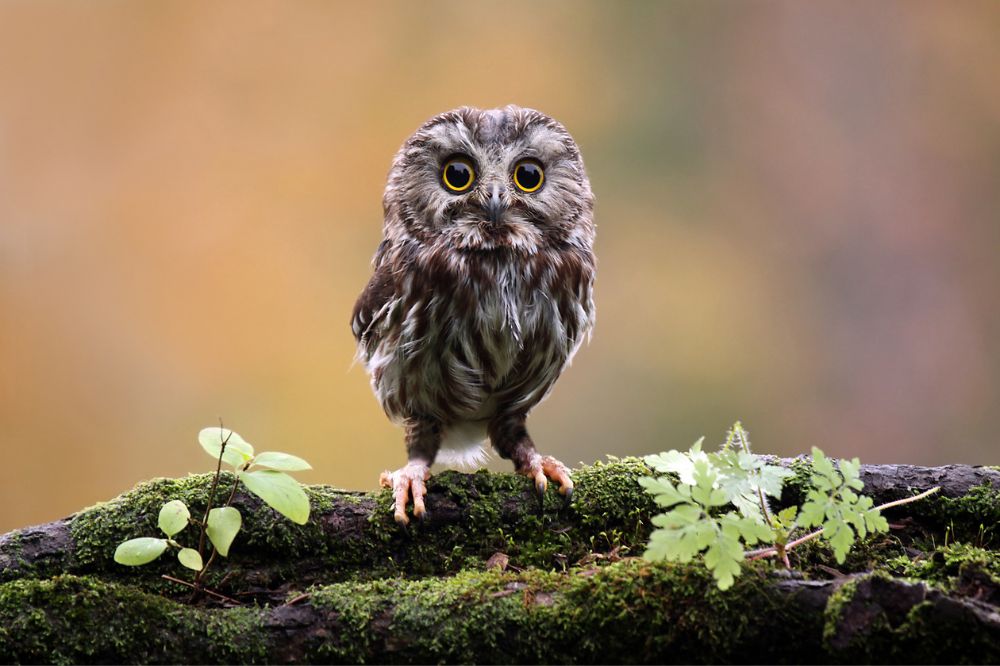 10 Hearing An Owl Spiritual Meanings2