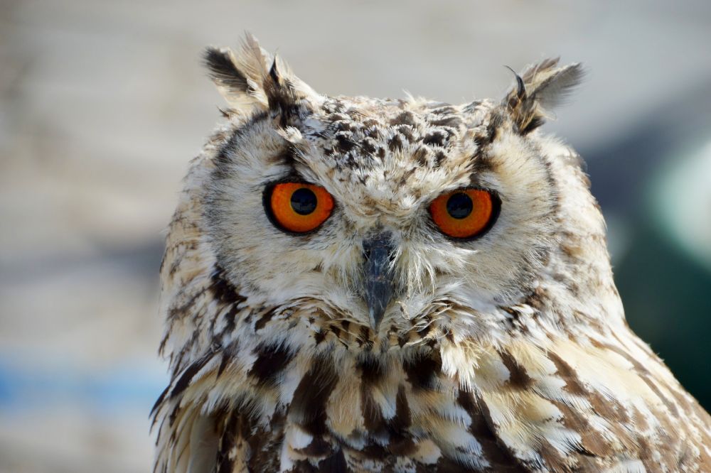 10 Hearing An Owl Spiritual Meanings3