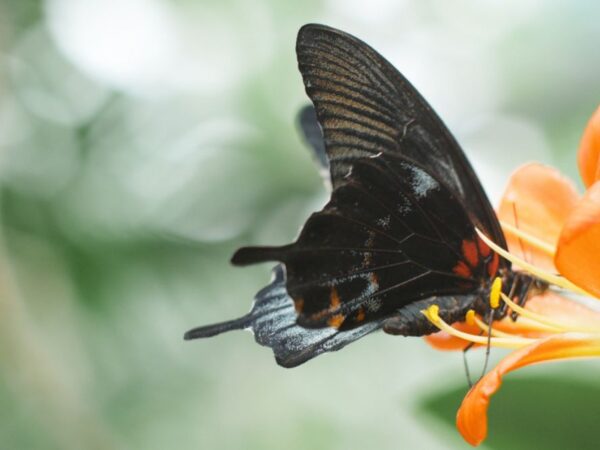 16 See A Black Butterfly Spiritual Meanings