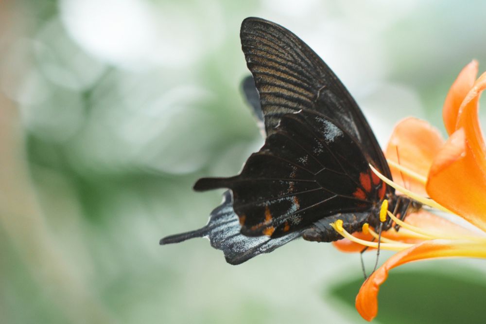 16 See A Black Butterfly Spiritual Meanings