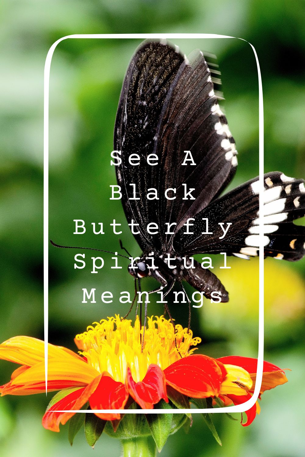 16 See A Black Butterfly Spiritual Meanings1
