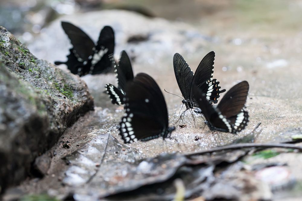 16 See A Black Butterfly Spiritual Meanings3