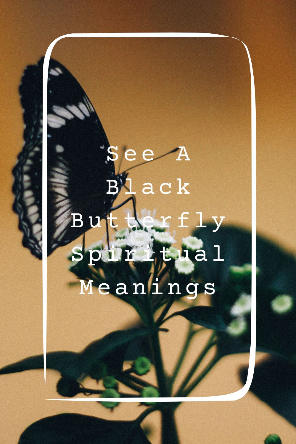 16 See A Black Butterfly Spiritual Meanings4