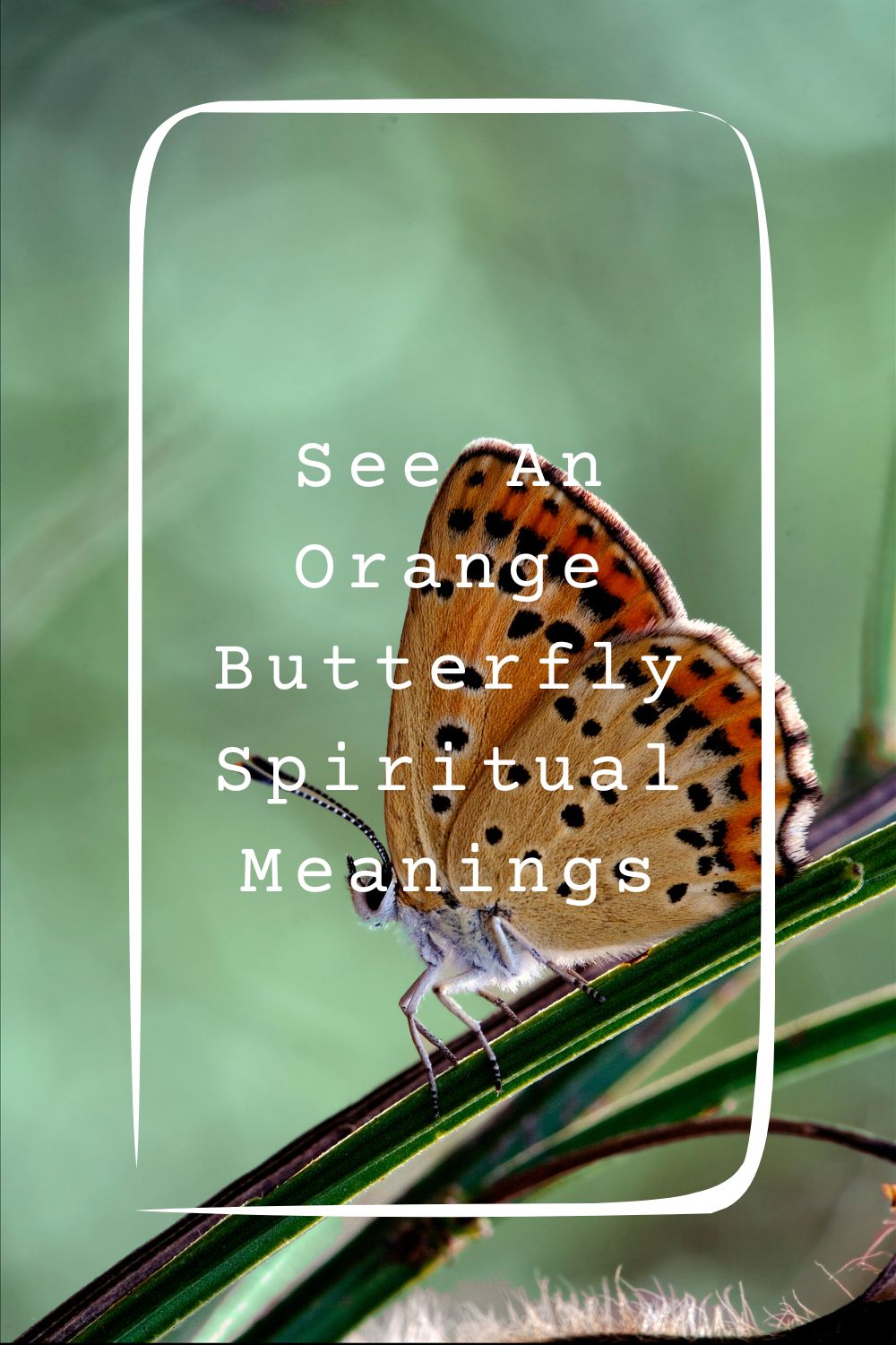 4 See An Orange Butterfly Spiritual Meanings1