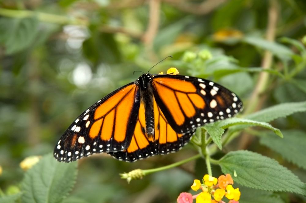 4 See An Orange Butterfly Spiritual Meanings2