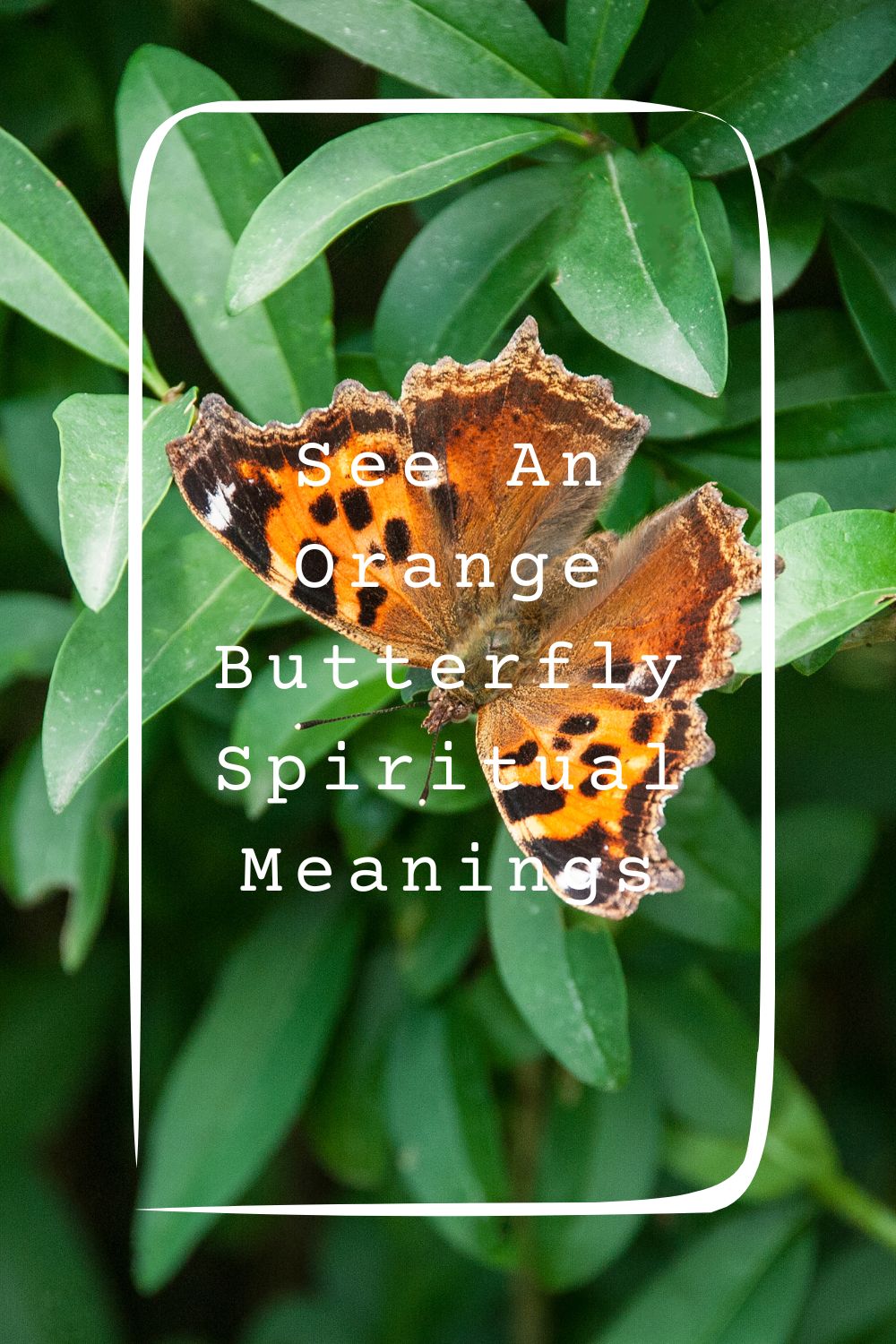 4 See An Orange Butterfly Spiritual Meanings4