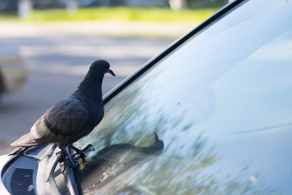 5 Birds Fly In Front Of Your Car While Driving Spiritual Meanings