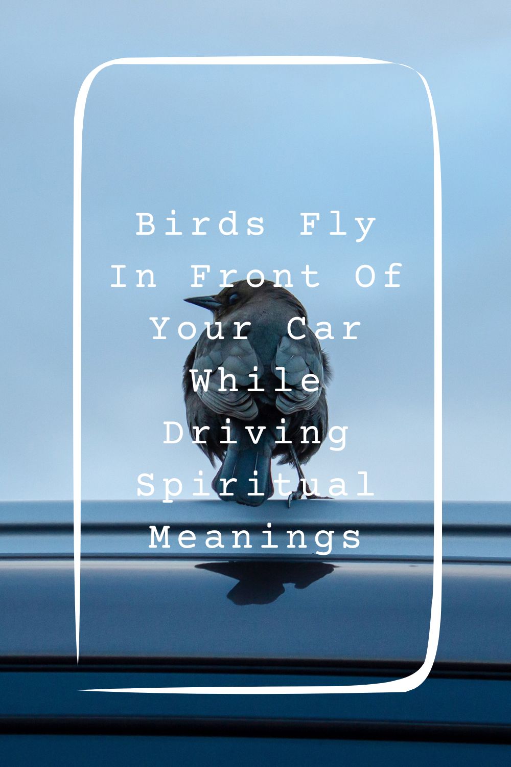 5 Birds Fly In Front Of Your Car While Driving Spiritual Meanings1