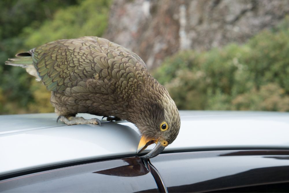 5 Birds Fly In Front Of Your Car While Driving Spiritual Meanings2