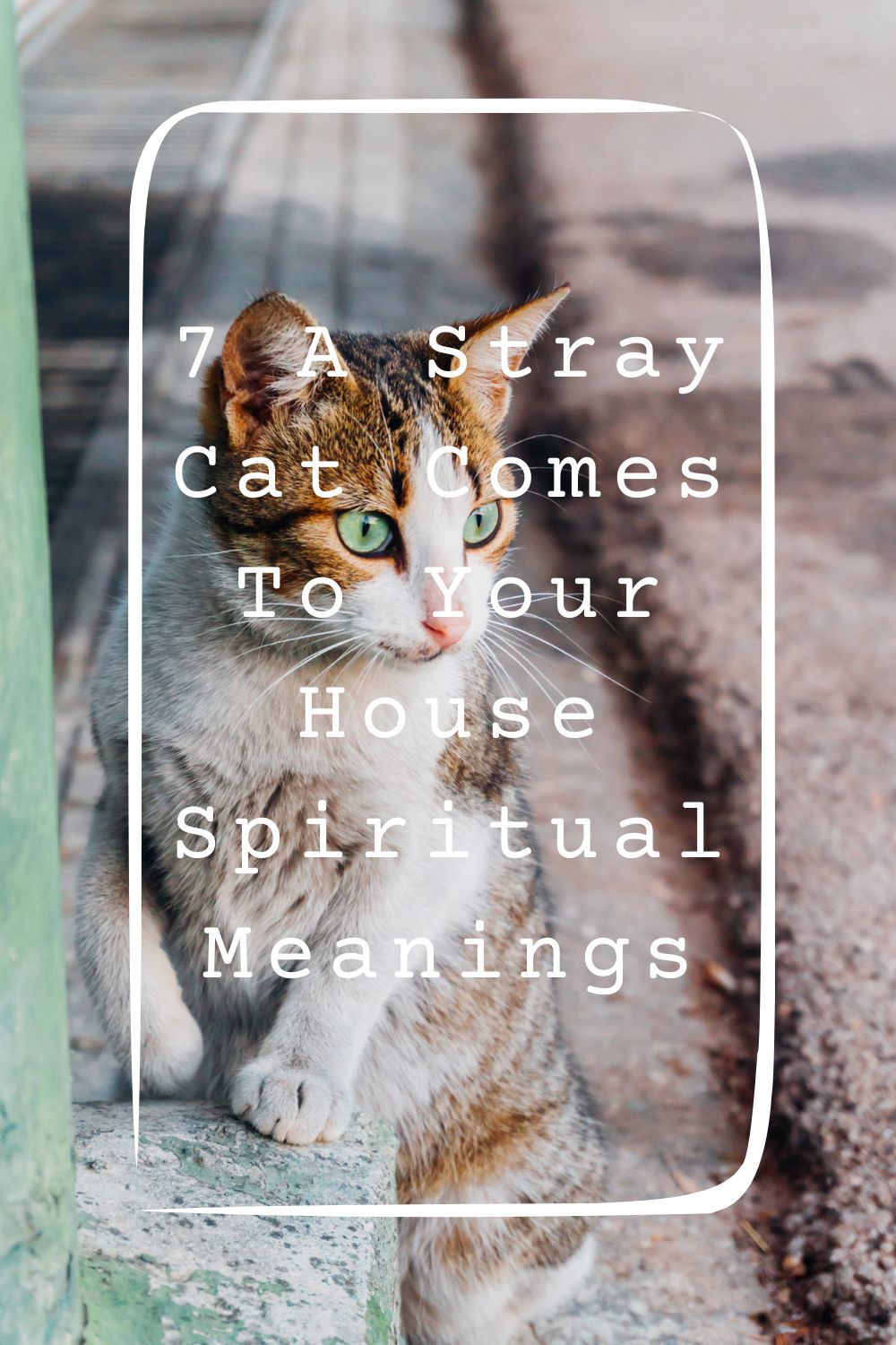 7 A Stray Cat Comes To Your House Spiritual Meanings 1