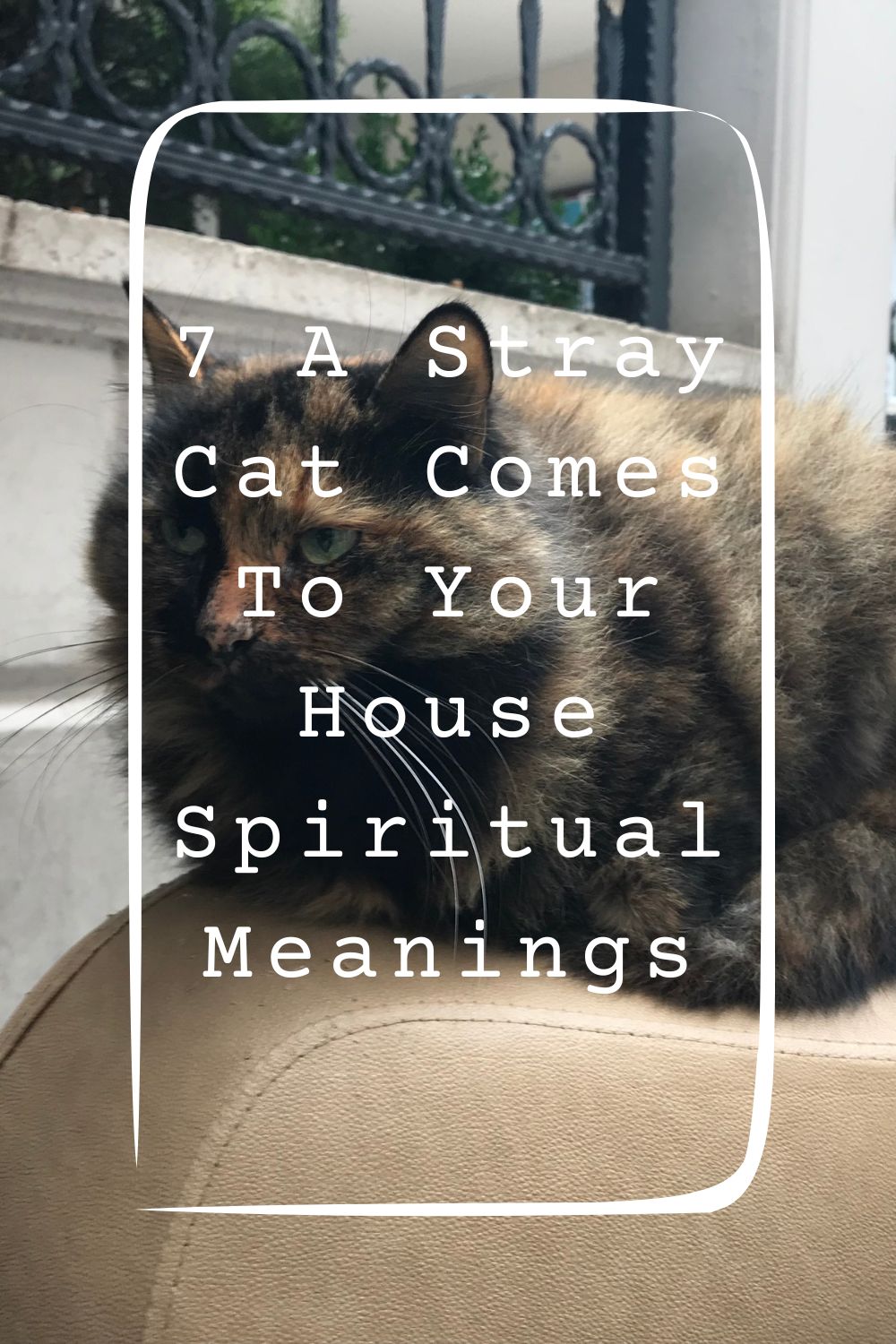 7 A Stray Cat Comes To Your House Spiritual Meanings 4