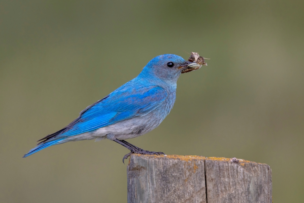 7 Seeing A Bluebird Spiritual Meanings